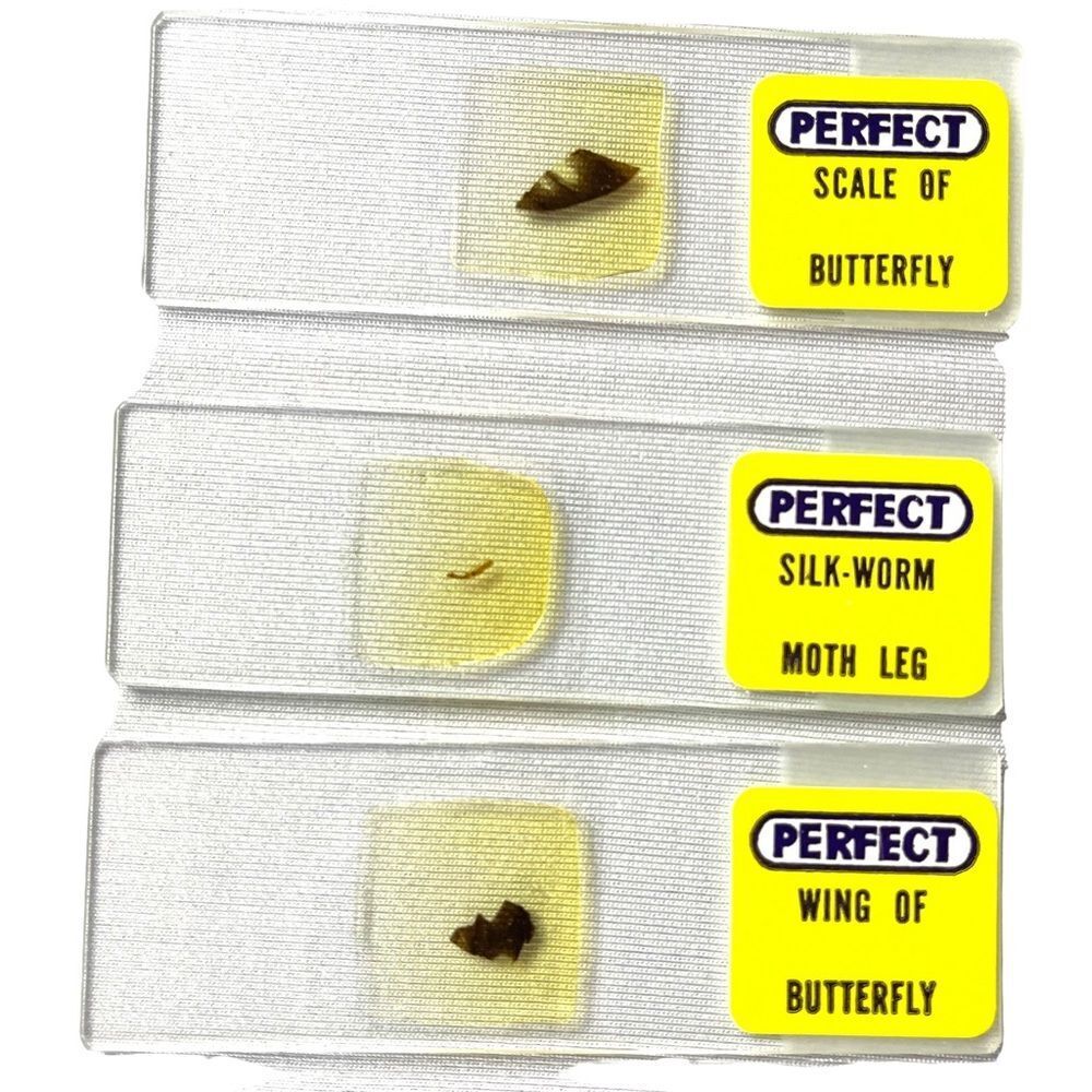 6 Perfect Brand 1” x 3” Prepared Specimen Slides Butterflies and Worms No 810 - Picture 9 of 10